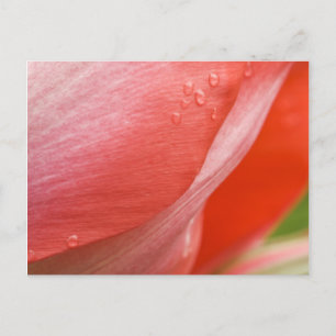 Carte Postale Raindrops, Pink Spring Tulip Abstrait Macro photo