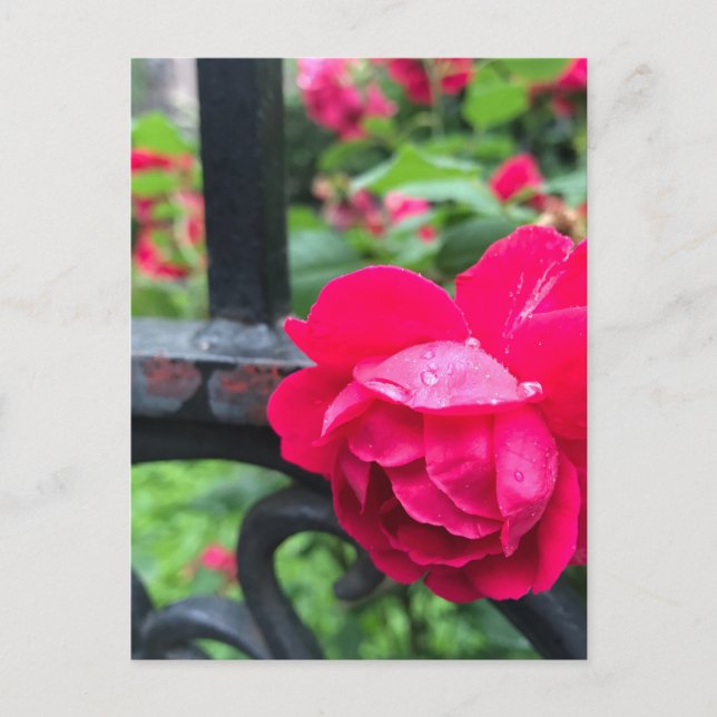 Carte Postale Raindrops Rose Flower Roses Rainy Day NYC (Devant)