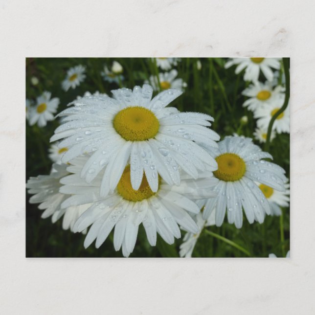 Carte Postale Raindrops sur Daisies Floral Fleur sauvage (Devant)