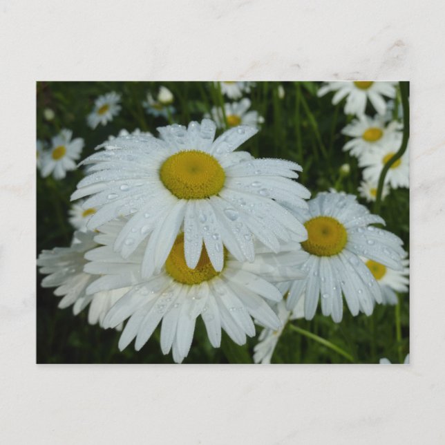Carte Postale Raindrops sur Daisies Floral Fleur sauvage (Devant)