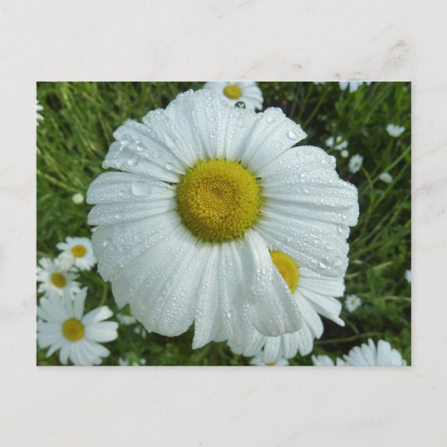 Carte Postale Raindrops sur Daisy I Floral Fleur sauvage (Devant)
