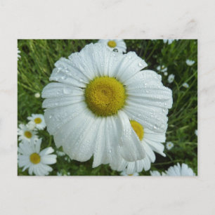 Carte Postale Raindrops sur Daisy I Floral Fleur sauvage