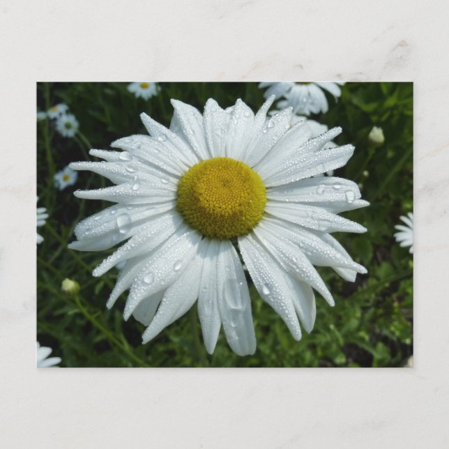 Carte Postale Raindrops sur Daisy II Floral Fleur sauvage (Devant)