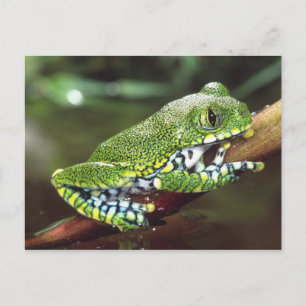Carte Postale Rainette à gros yeux, Leptopelis vermiculatus,