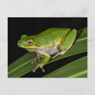 Carte Postale Rainette verte (Hyla cinerea) 2