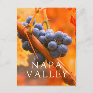 Carte Postale Raisin de vigne dans le vignoble