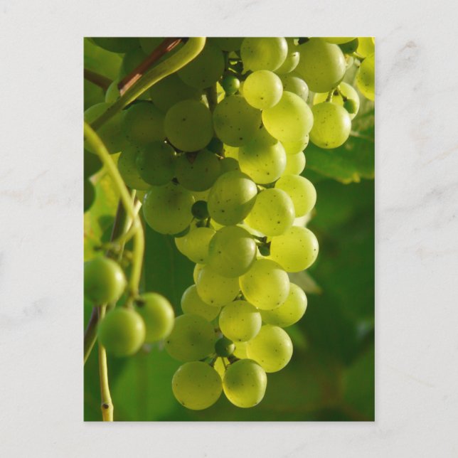 Carte Postale Raisins (Devant)