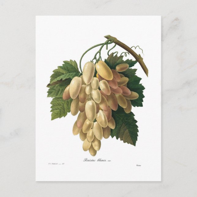 Carte Postale raisins blancs (Devant)