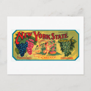 Carte Postale Raisins de l'État de New York