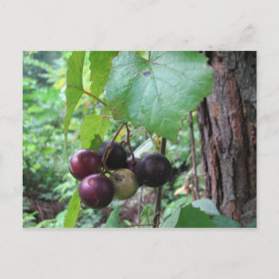 Carte Postale Raisins de Muscadine sauvages