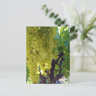 Carte Postale Raisins De Sultana Sur Une Vigne De Raisin,
