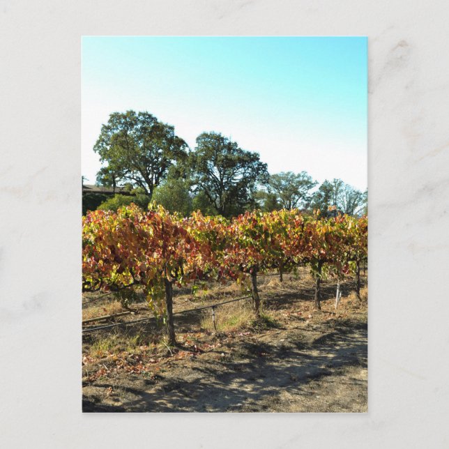 Carte Postale Raisins de vin en Mendocino County, Californie (Devant)