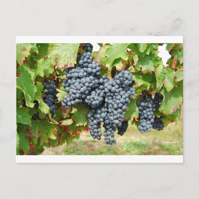 Carte Postale Raisins de vin français (Devant)