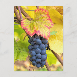 Carte Postale Raisins de vin rouge sur vigne avec feuillage de s