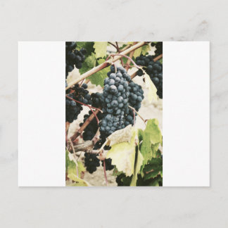 Carte Postale Raisins De Vin Sur La Vigne