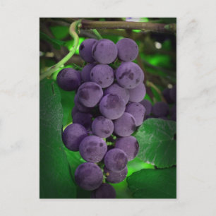 Carte Postale Raisins d'été