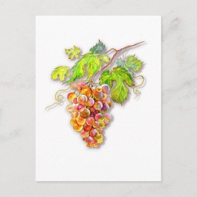 Carte Postale Raisins Dorés Roses – Aquarelle Botanique (Devant)