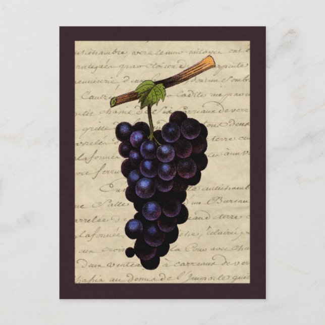 Carte Postale Raisins noirs vintages (Devant)