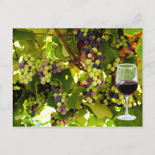 Carte Postale Raisins pourpres poussant sur la vigne avec Winegl