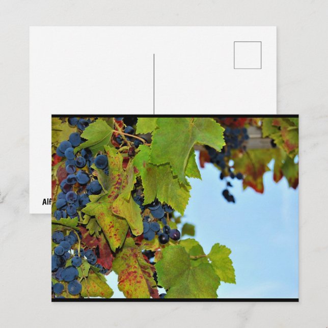 Carte Postale Raisins rouges ciel bleu (Devant / Derrière)