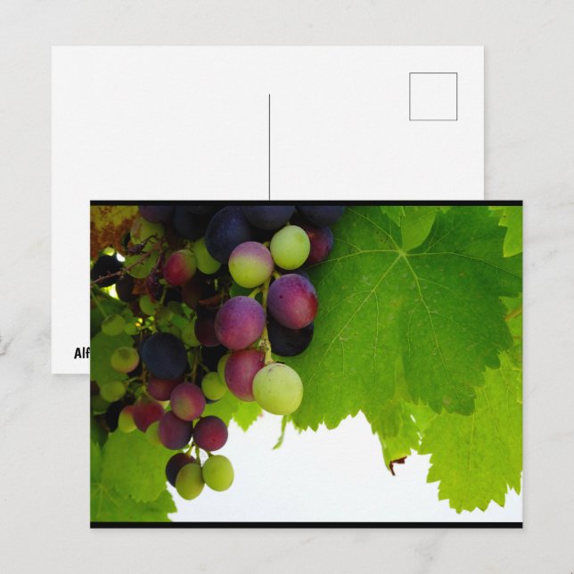 Carte Postale Raisins sur la vigne (Devant / Derrière)