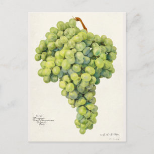 Carte Postale Raisins (Vitis) Aquarelle de fruits