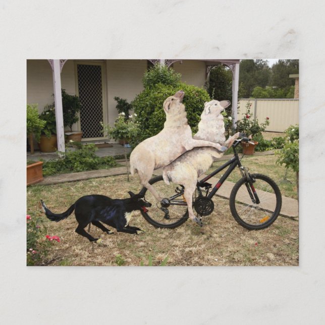 Carte Postale Ram et Ewe (Devant)