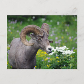 Carte Postale Ram - Odeur des fleurs