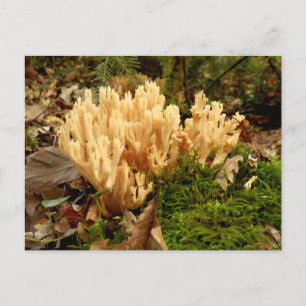 Carte postale Ramaria stricta Fungi