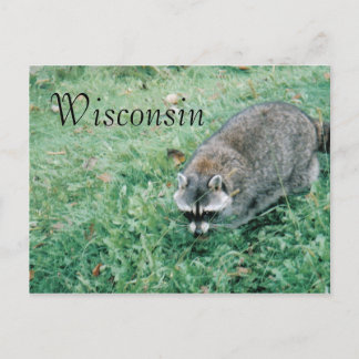 Carte Postale Ramblin' Raccoon