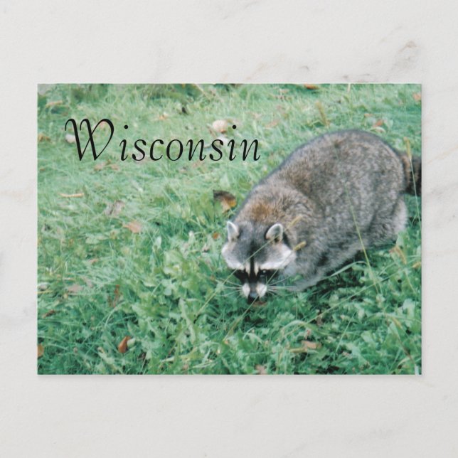 Carte Postale Ramblin' Raccoon (Devant)