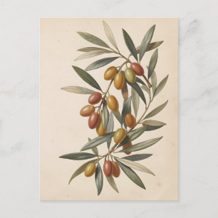 Carte Postale Rameau d'olive botanique vintage Olives
