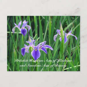 Carte postale Random Act de la gentillesse - Iris