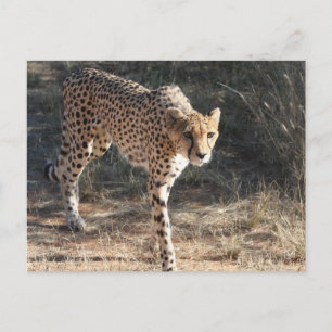Carte Postale Randonnée de la faune de Cheetah