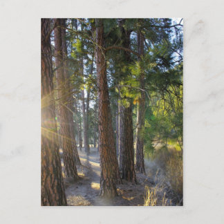 Carte Postale Randonnée matinale