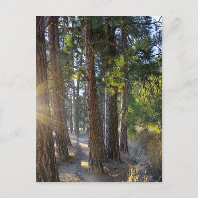 Carte Postale Randonnée matinale (Devant)