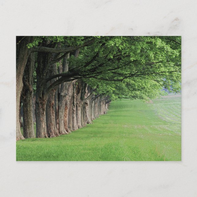 Carte Postale Rangée d'arbres majestueux, Louisville, Kentucky. (Devant)