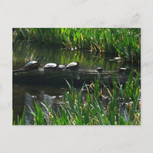 Carte Postale Rangée de tortues photo de nature verte