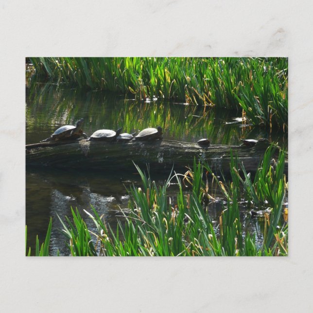 Carte Postale Rangée de tortues photo de nature verte (Devant)