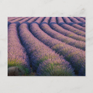 Carte Postale Rangées de lavande en Provence