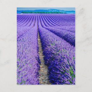 Carte Postale Rangées de lavande, Provence, France