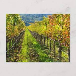 Carte Postale Rangées de vignes en Napa Valley California