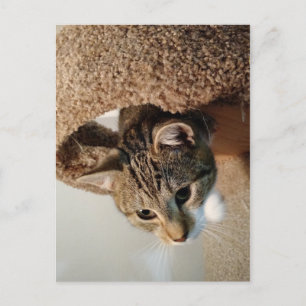 Carte Postale Ranger le Chat