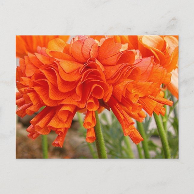 Carte postale Ranunculus (Devant)