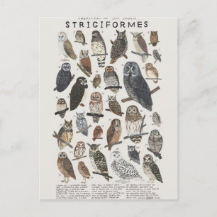 Carte Postale Rapaces nocturnes chouettes et hiboux