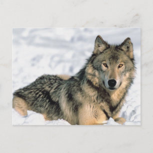 Carte Postale Rappeler le loup