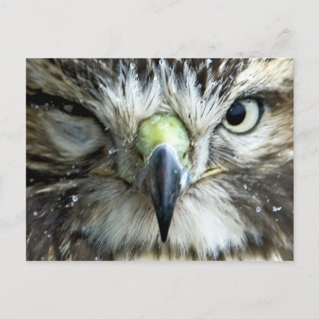 Carte postale Raptor (Devant)