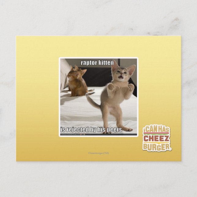 Carte Postale Raptor Kitten (Devant)