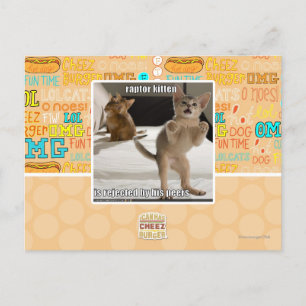 Carte Postale Raptor Kitten