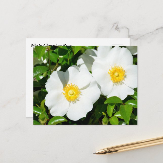 Carte Postale Rares Roses Cherokee Blanc (Devant/Arrière en situation)